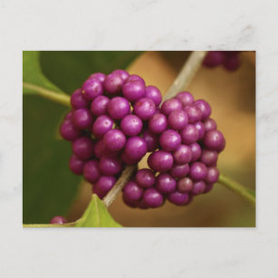 Beauty Berry Postcard
