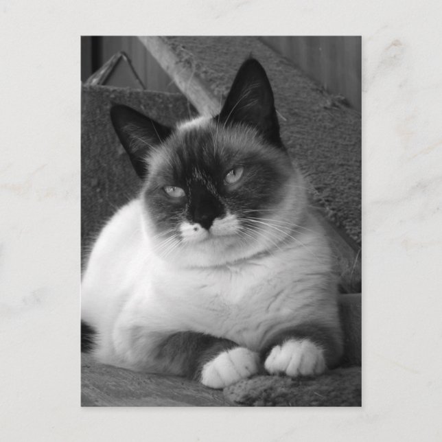 Beauty (black & white) postcard (Front)