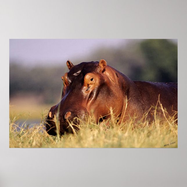 Beauty Hippopotamus Portrait Poster (Front)
