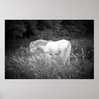 Beauty in Black & White Poster