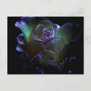 Beauty In Bloom Postcard
