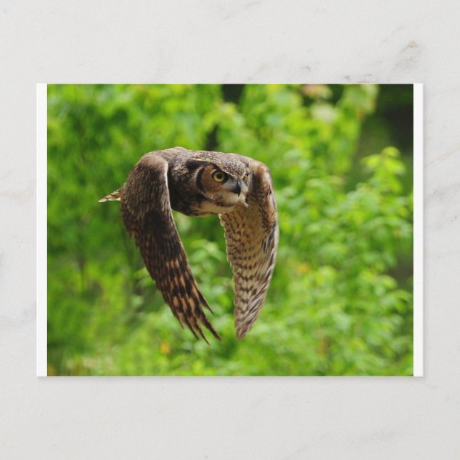 Beauty in flight postcard (Front)