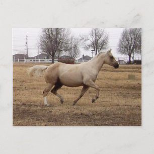 Beauty in Motion Postcard