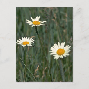 Beauty In The Weeds Postcard