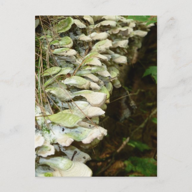 Beauty in the Woods Postcard (Front)