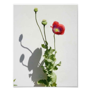 Beauty is also the Beast. Photo Print