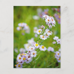 Beauty Line Postcard