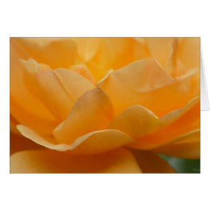 Beauty Of A Rose