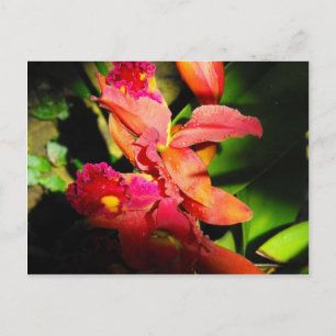 Beauty of an Orchid Postcard