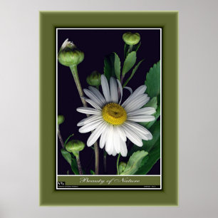 Beauty of Nature r/p12 Poster