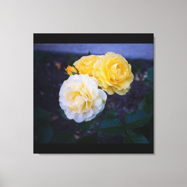 Beauty of Roses Canvas Print (Front)