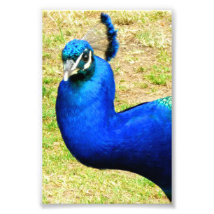 Beauty of the Peacock Photo Print