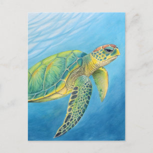 Beauty of the turtle postcard