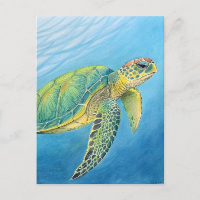 Beauty of the turtle postcard (Front)