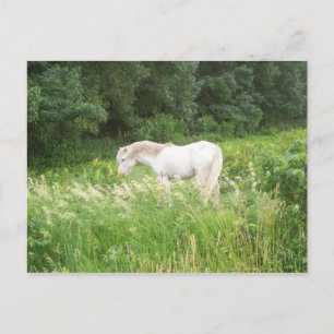 Beauty Postcard