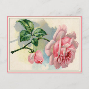 Beauty Rose Pink, Grey Postcard Horizontal