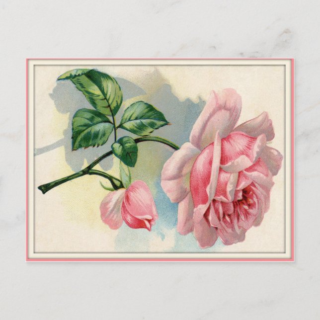 Beauty Rose Pink, Grey Postcard Horizontal (Front)