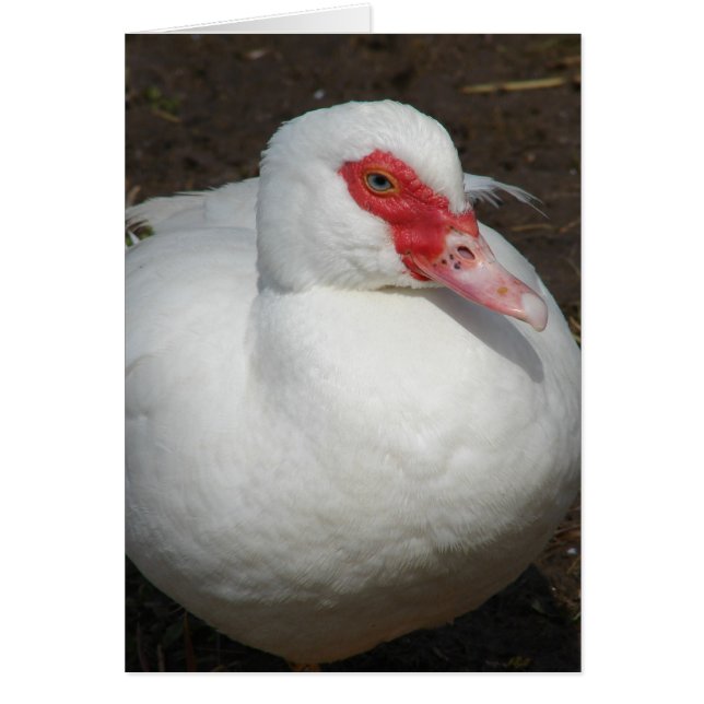 Beauty the Muscovy Hen (Front)