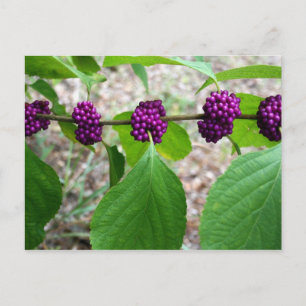 Beautyberry - Verbena Postcard