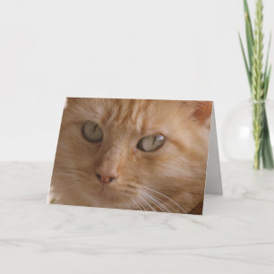 Beauty's Greeting Card (3775) - Strays Series