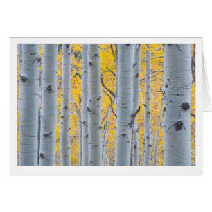 Beaux arbres d'Aspen