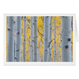 Beaux arbres d'Aspen