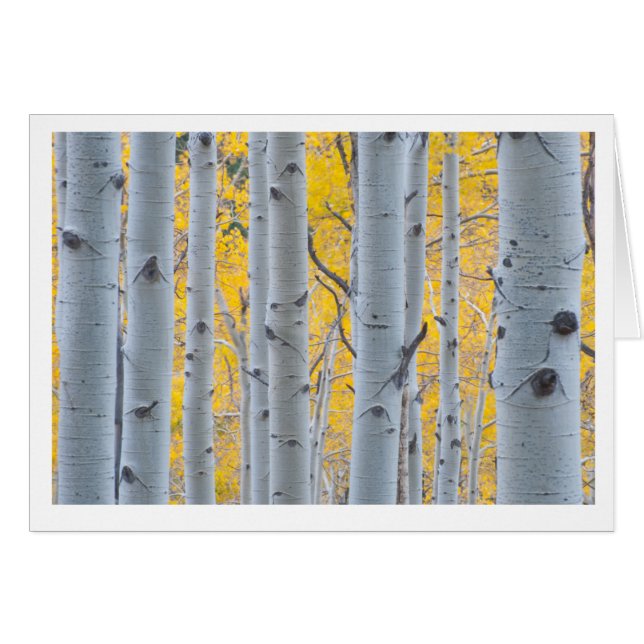 Beaux arbres d'Aspen (Devant horizontal)