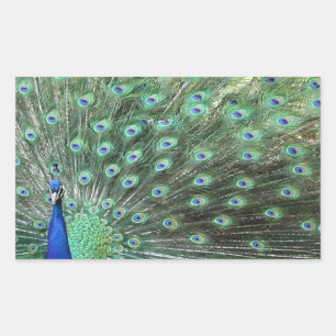 Beaux autocollants Peacock