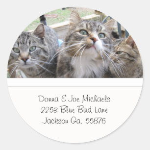 Beaux Étiquettes de adresse de chats