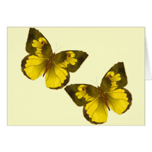Beaux papillons d'or