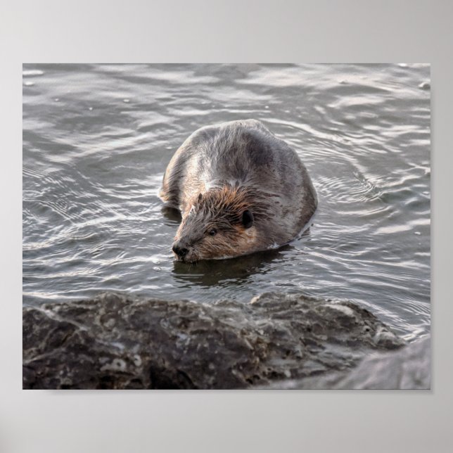 Beaver at Dauphin Island, Alabama Poster (Front)