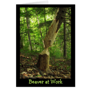 Beaver at Work