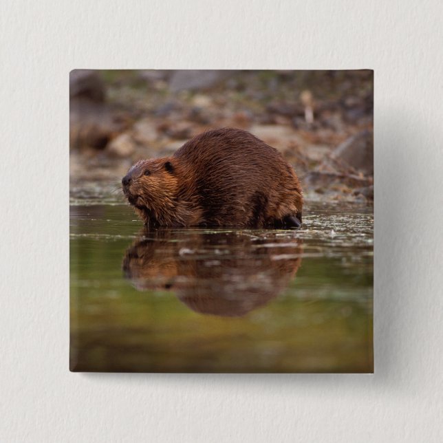 beaver, Castor canadensis, goes for a swim 2 Inch Square Button (Front)