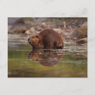 beaver, Castor canadensis, goes for a swim in Postcard