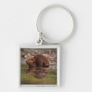 beaver, Castor canadensis, goes for a swim Keychain