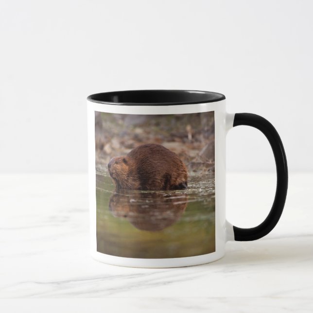 beaver, Castor canadensis, goes for a swim Mug (Right)