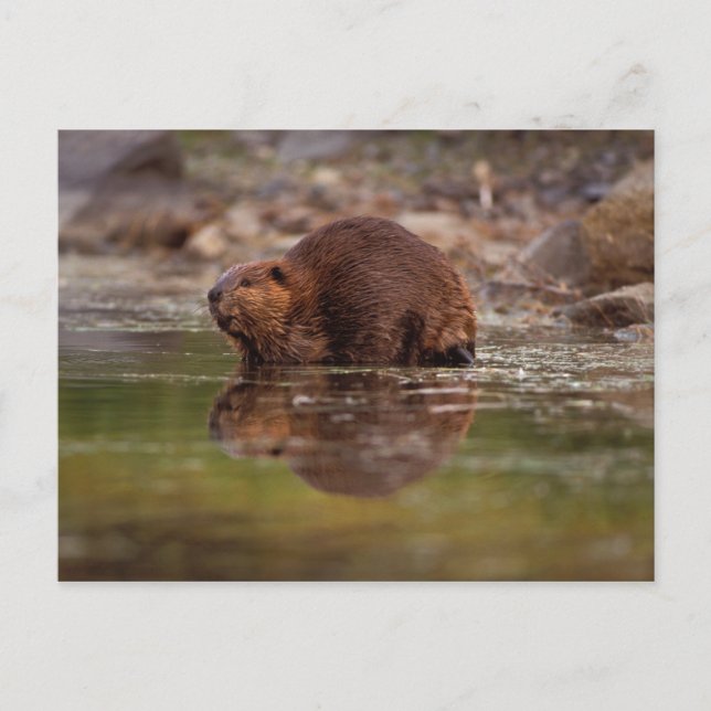 beaver, Castor canadensis, goes for a swim Postcard (Front)