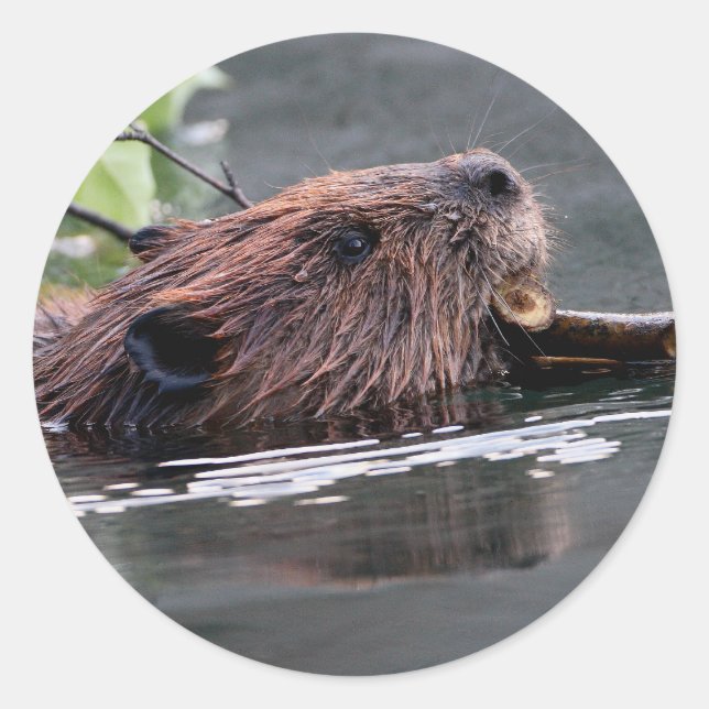 beaver classic round sticker (Front)