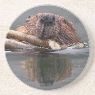 beaver coaster