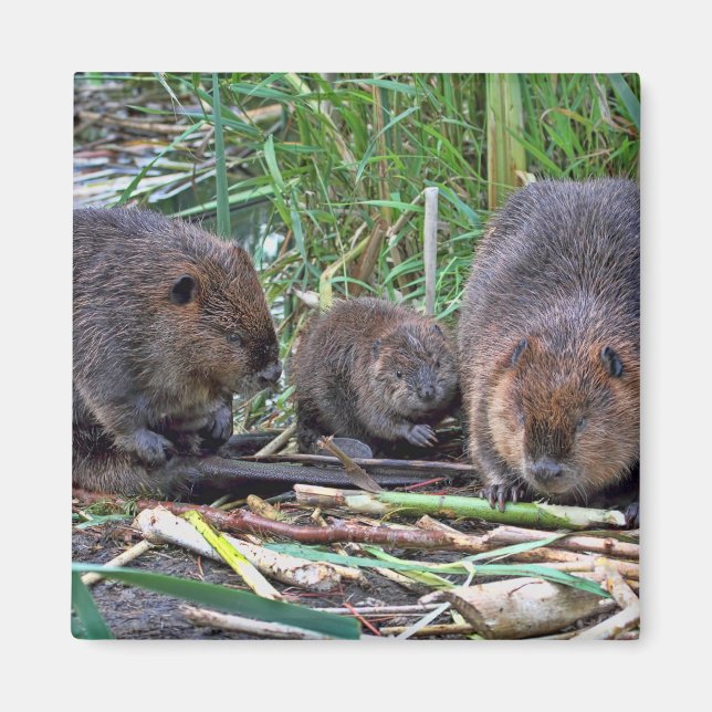 Beaver Family Magnet (Front)