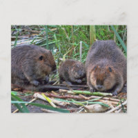 Beaver Family