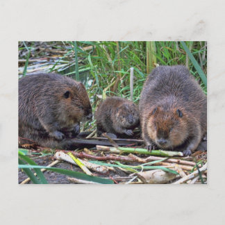 Beaver Family Postcard