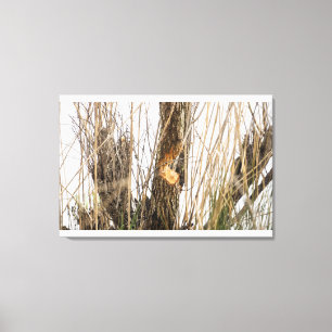 Beaver Gnawing on Tree Canvas Print