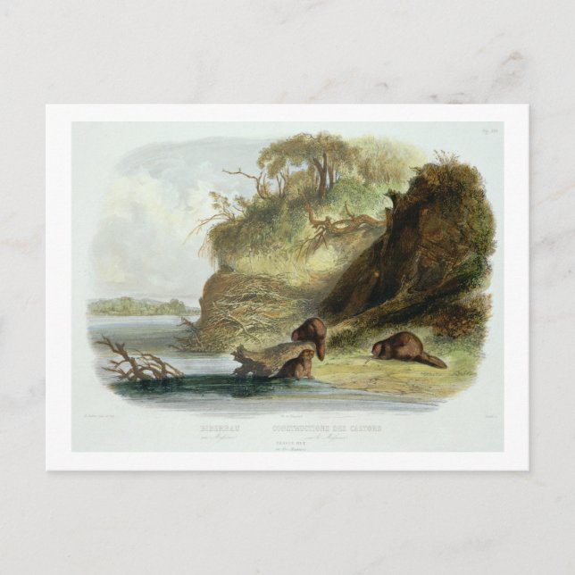 Beaver Hut on the Missouri, plate 17 from volume 1 Postcard (Front)