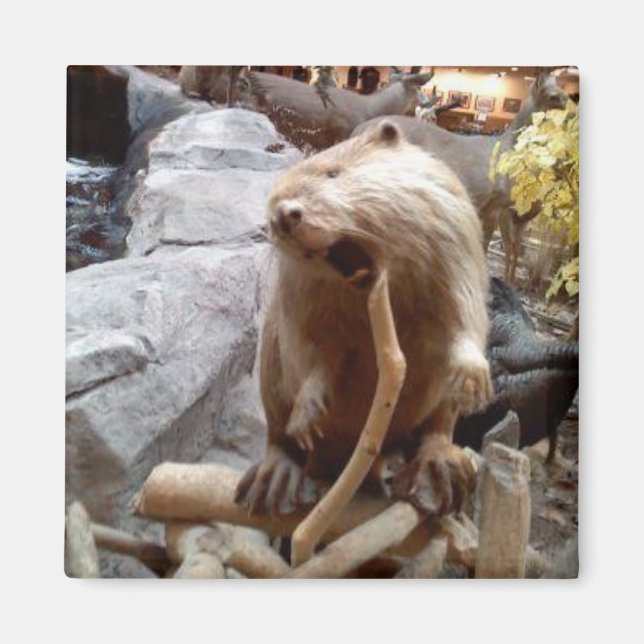 Beaver Magnet (Front)