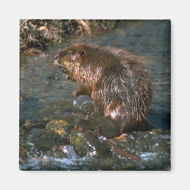 Beaver Magnet (Front)