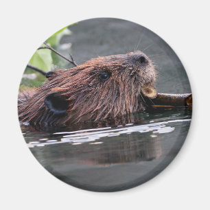 beaver magnet