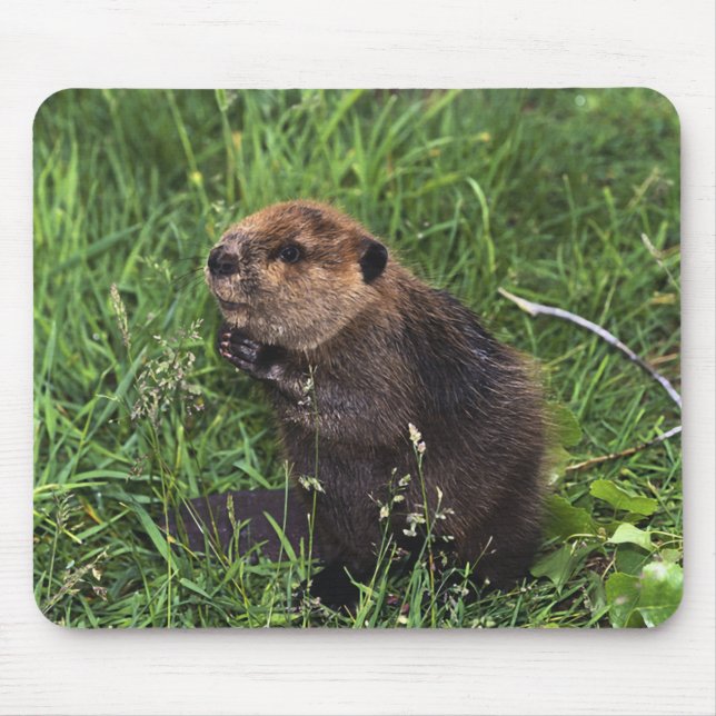 Beaver Mouse Pad (Front)