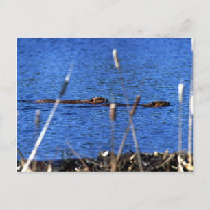 Beaver Postcard