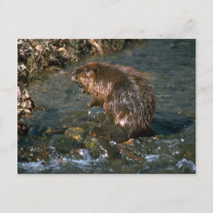Beaver Postcard